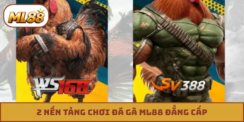 2 nền tảng chơi đá gà ML88 đẳng cấp