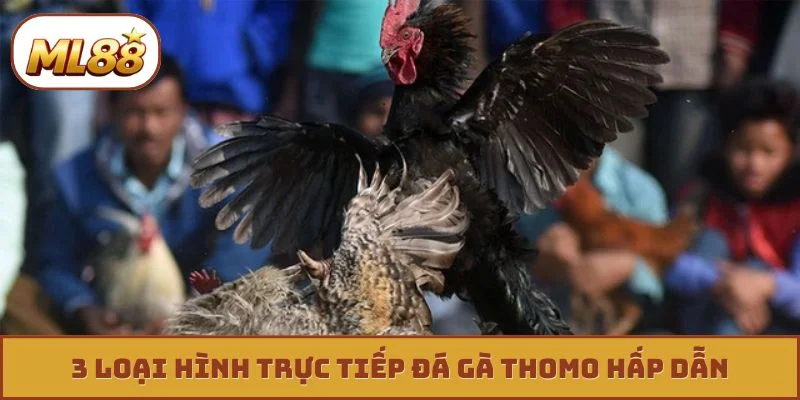 3 loại hình trực tiếp đá gà thomo hấp dẫn