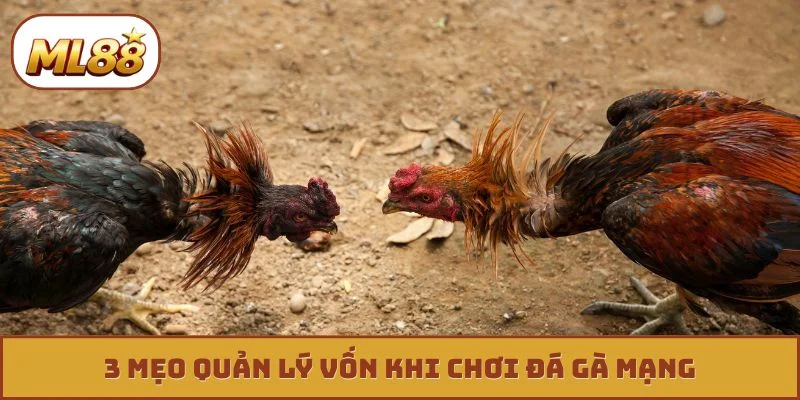Đá Gà Mạng - 3 Tuyệt Kỹ Xem Tướng Chiến Kê Bất Bại 3 mẹo quản lý vốn khi chơi đá gà mạng