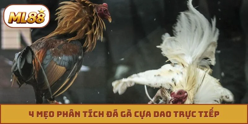 4 mẹo phân tích đá gà cựa dao trực tiếp