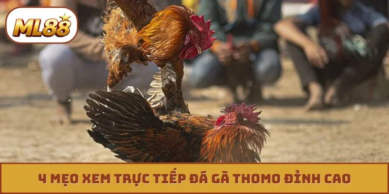 4 mẹo xem trực tiếp đá gà thomo đỉnh cao