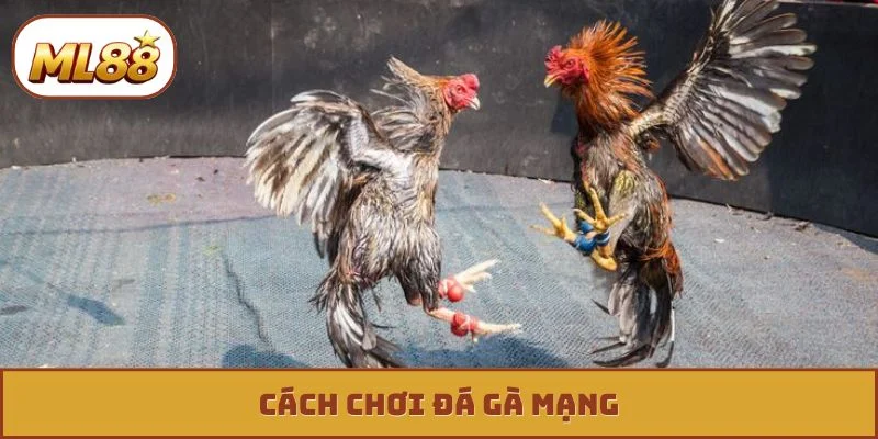 Đá gà mạng ml88