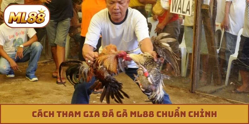 Cách tham gia đá gà ML88 chuẩn chỉnh