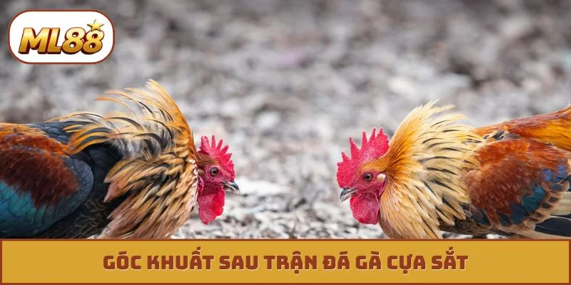 Đá Gà Cựa Sắt - Phân Tích, Nhận Diện Đòn Cáo Cực Chuẩn Góc khuất sau trận đá gà cựa sắt