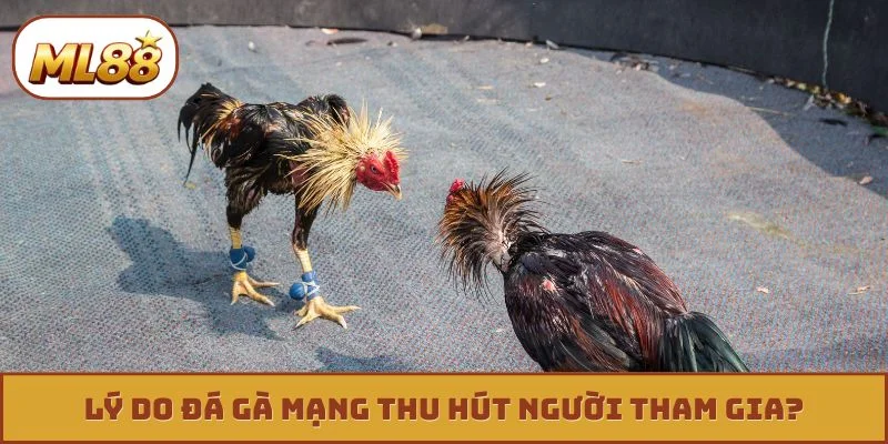 Đá Gà Mạng - 3 Tuyệt Kỹ Xem Tướng Chiến Kê Bất Bại Lý do đá gà mạng thu hút người tham gia?