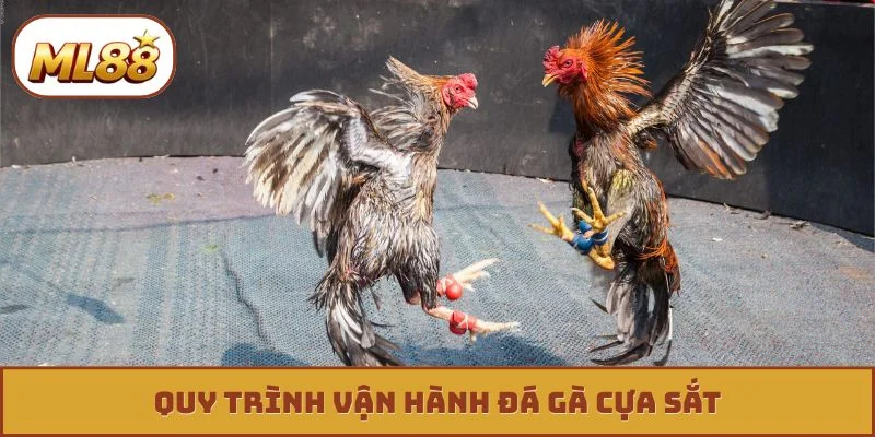 Đá Gà Cựa Sắt - Phân Tích, Nhận Diện Đòn Cáo Cực Chuẩn Quy trình vận hành đá gà cựa sắt