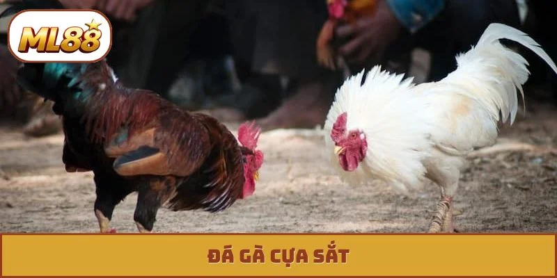 Đá gà cựa sắt ml88