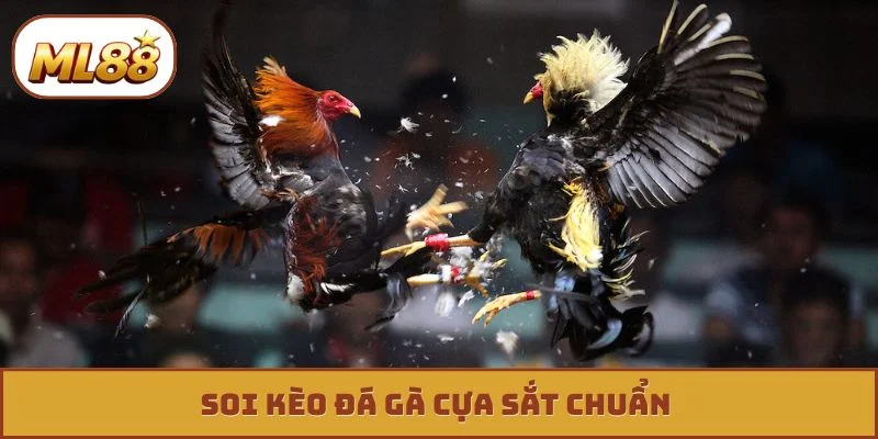 Đá Gà Cựa Sắt - Phân Tích, Nhận Diện Đòn Cáo Cực Chuẩn Soi kèo đá gà cựa sắt chuẩn