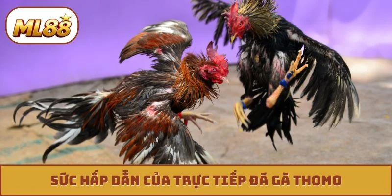 Sức hấp dẫn của trực tiếp đá gà thomo