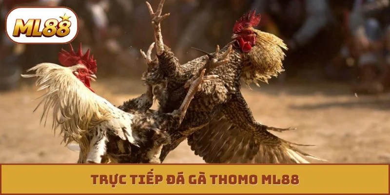 trực tiếp đá gà thomo ml88